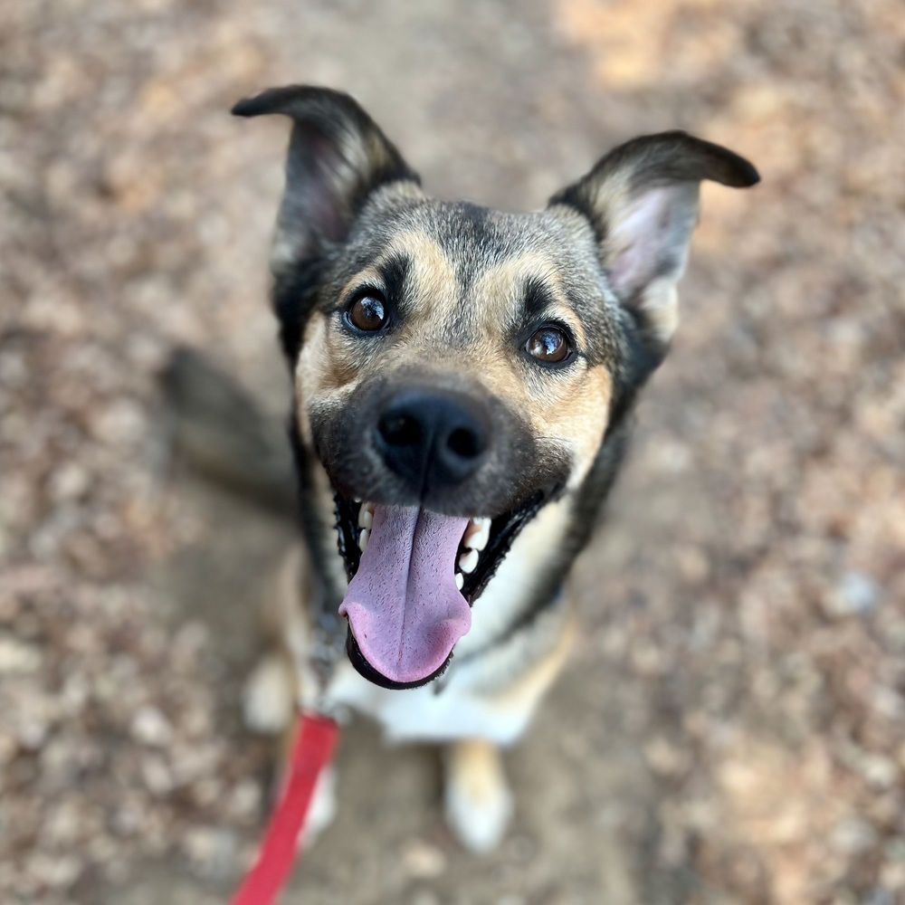 Taz