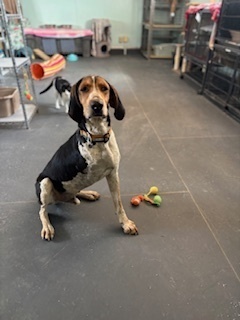 Kritter, an adoptable Coonhound in Page, AZ, 86040 | Photo Image 1