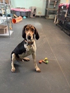 Kritter, an adoptable Coonhound in Page, AZ, 86040 | Photo Image 2