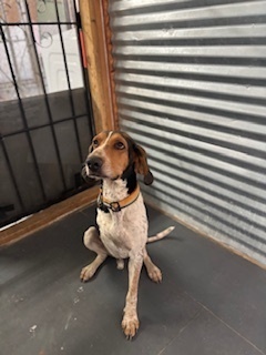 Kritter, an adoptable Coonhound in Page, AZ, 86040 | Photo Image 3