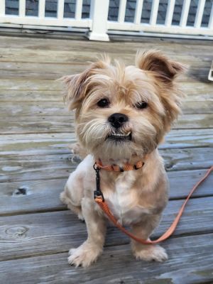Gizmo