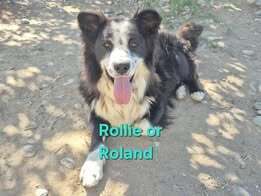 Rollie aka Rolland