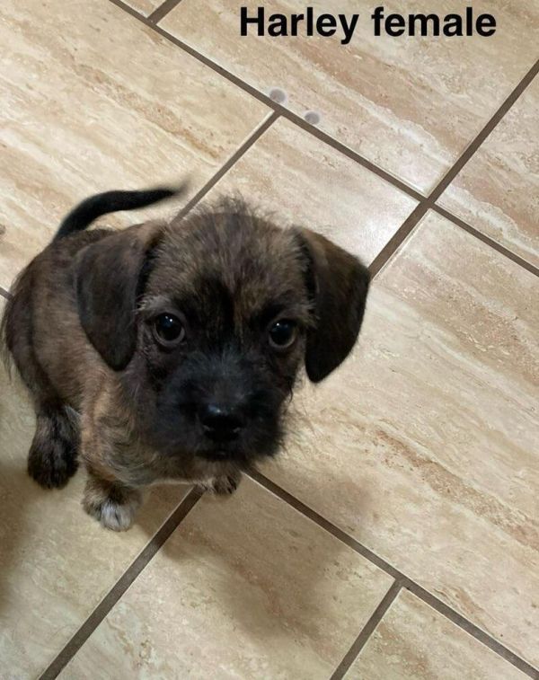 Harley Munchkin