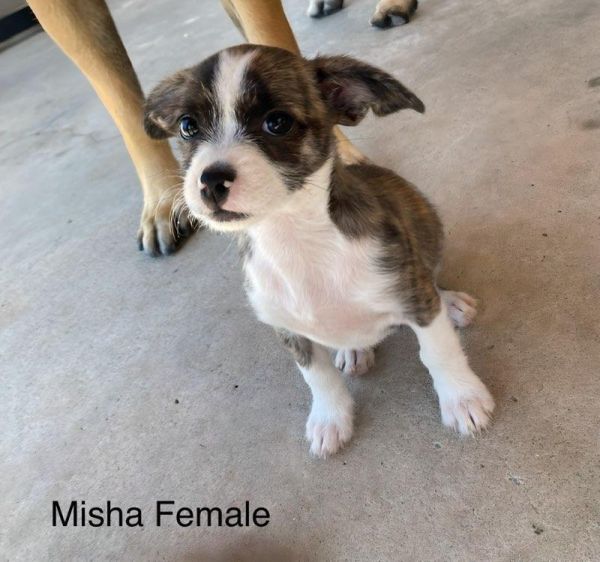 Misha Munchkin
