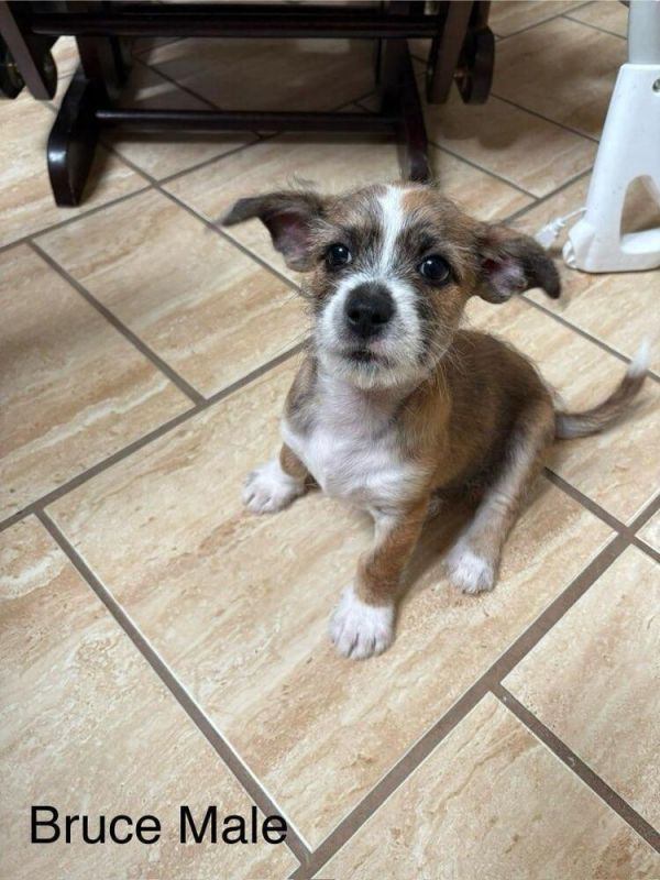 Bruce Munchkin