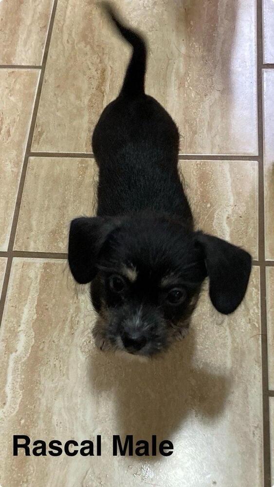 Rascal Munchkin
