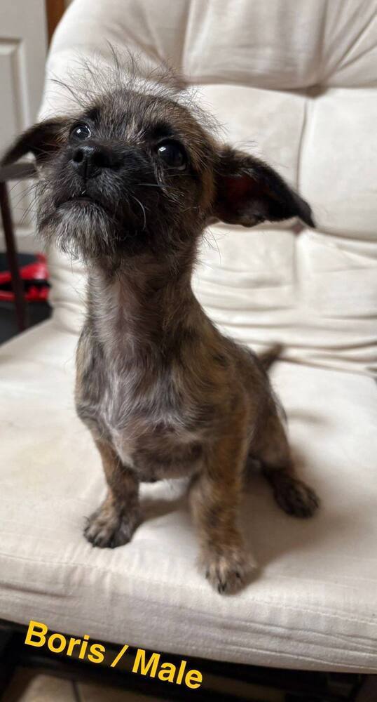 Boris Munchkin