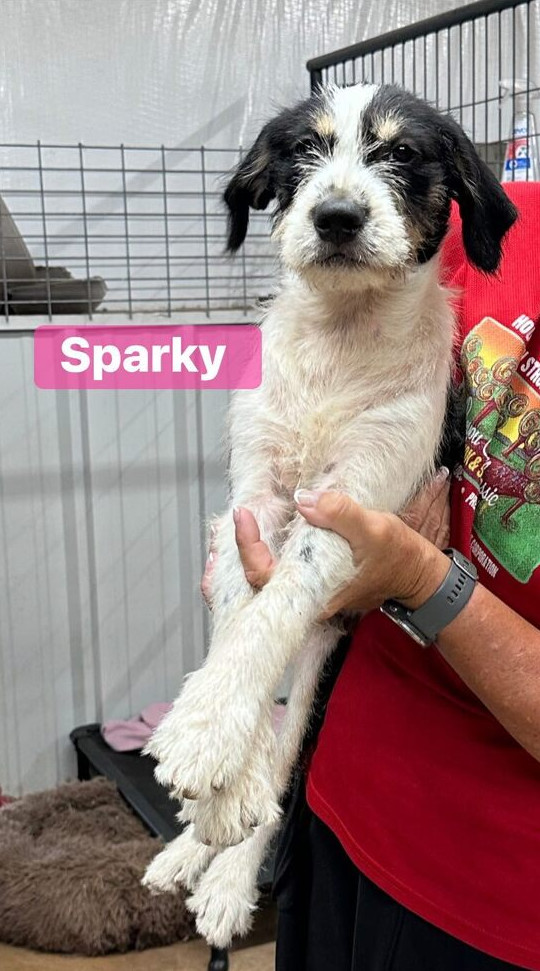 Sparky thumbnail 2