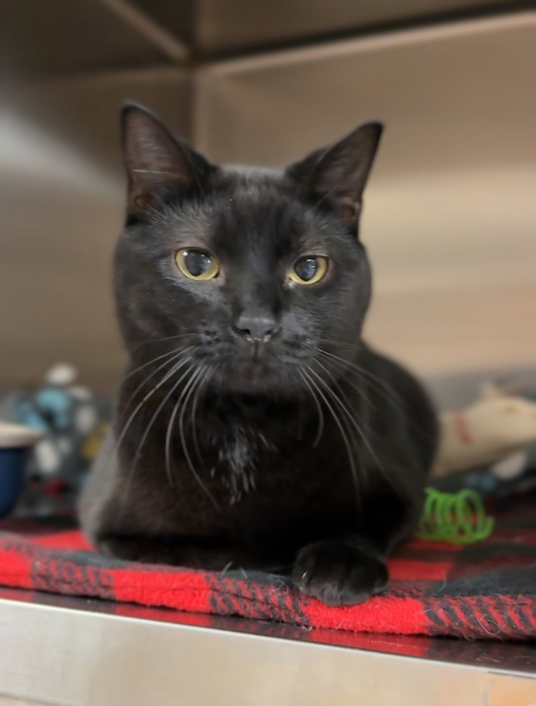 Toothless, an adoptable Domestic Short Hair in Bemidji, MN, 56601 | Photo Image 1