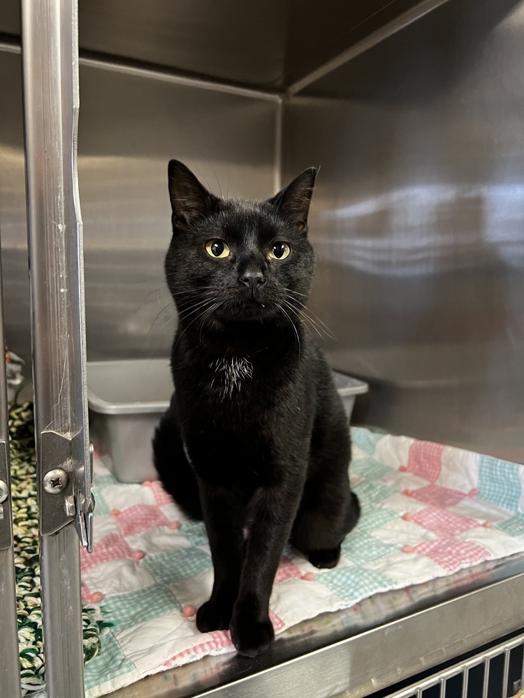 Toothless, an adoptable Domestic Short Hair in Bemidji, MN, 56601 | Photo Image 2
