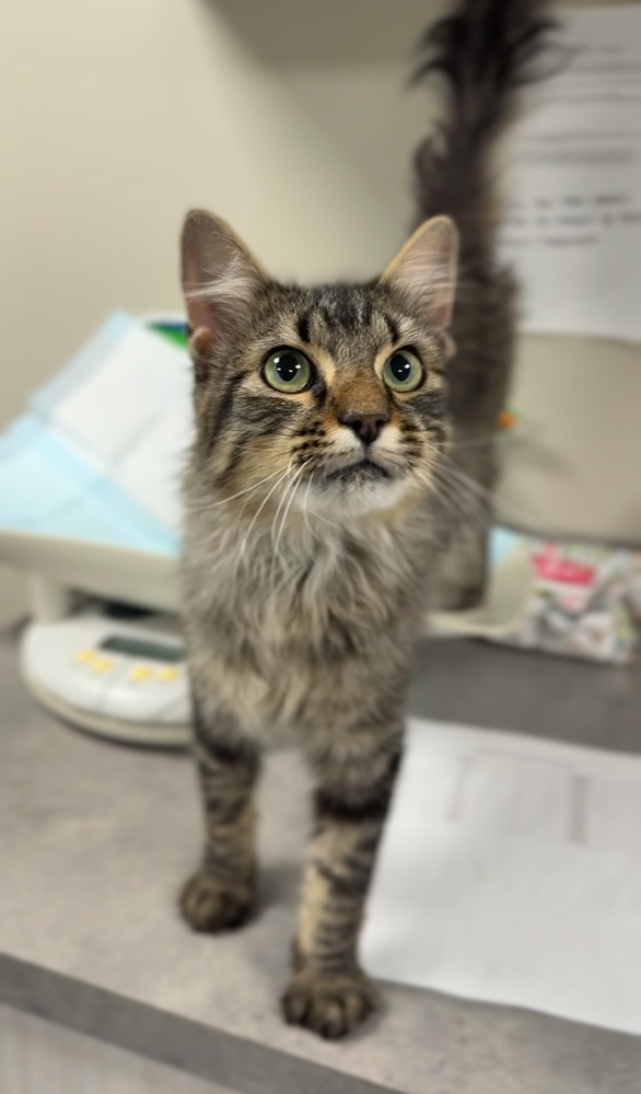 Bingo, an adoptable Domestic Medium Hair in Bemidji, MN, 56601 | Photo Image 1