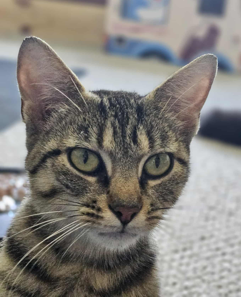 Abby