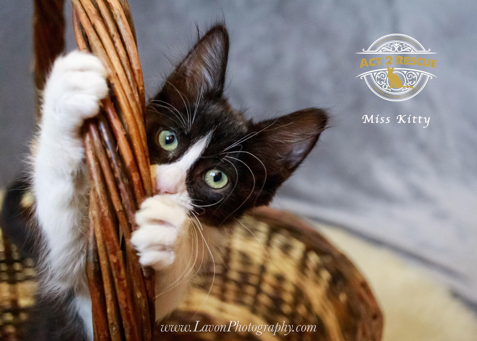 Miss Kitty