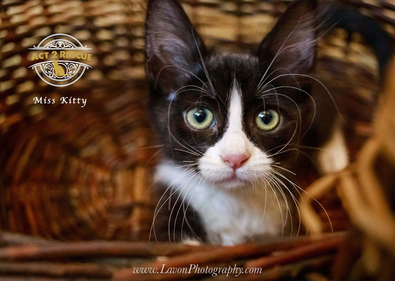Miss Kitty