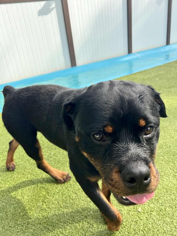 Jake the rottie