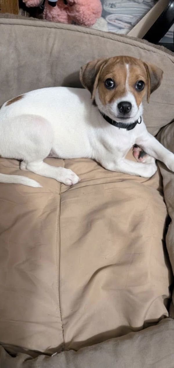 Piper the JRT