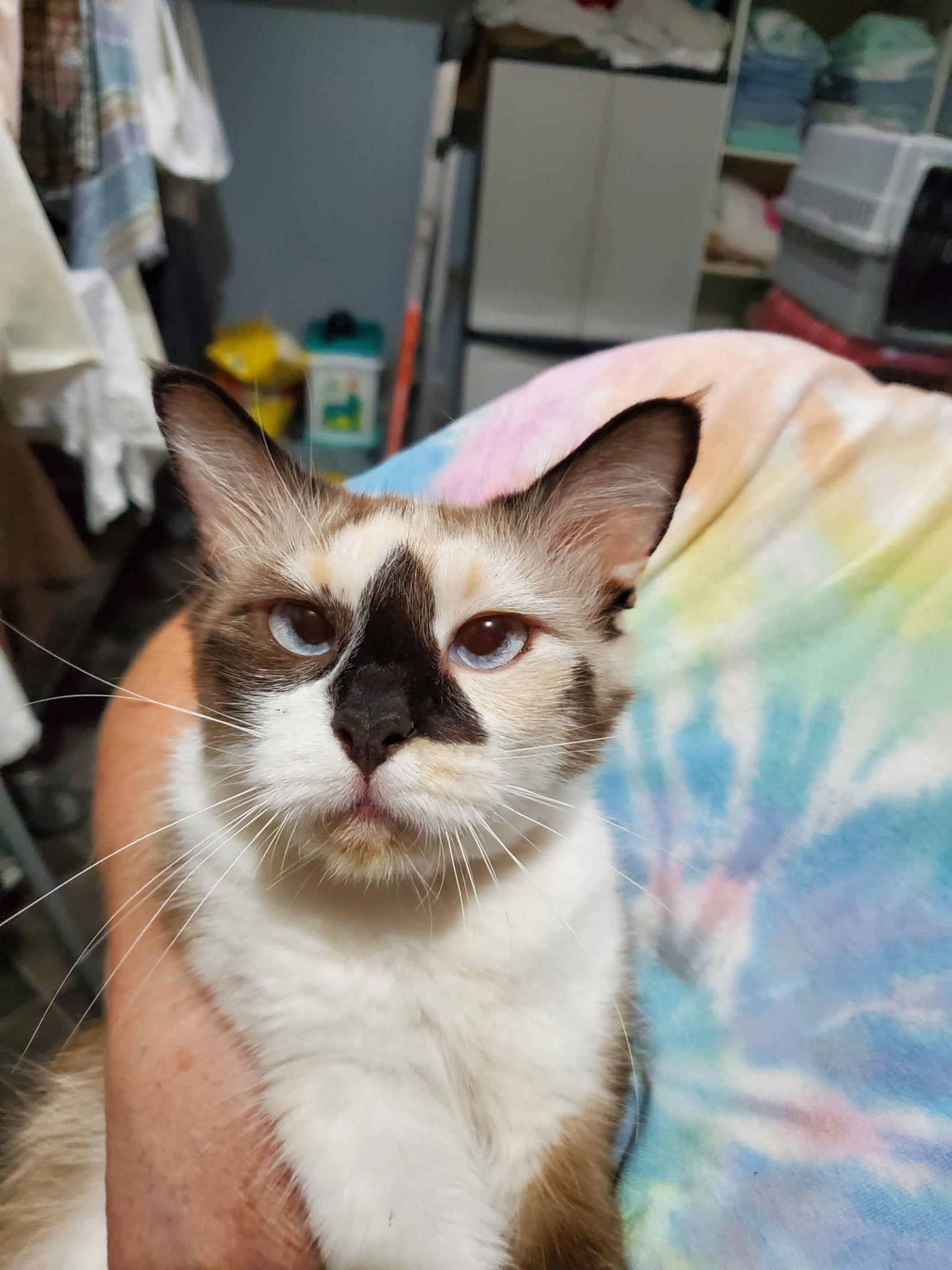 Mosaic (Available for pre-adoption), an adoptable Balinese in Camden, SC, 29021 | Photo Image 3