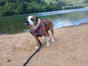 Ruby (7yo, 25lbs)