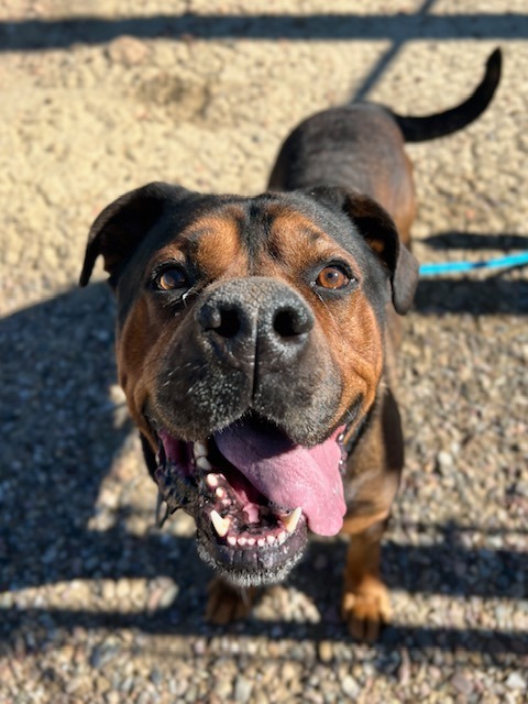 Rocky, an adoptable Rottweiler in Rock Springs, WY, 82901 | Photo Image 1