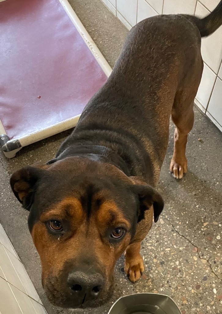Rocky, an adoptable Rottweiler in Rock Springs, WY, 82901 | Photo Image 2