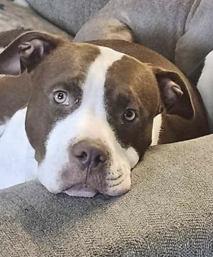 Bindi