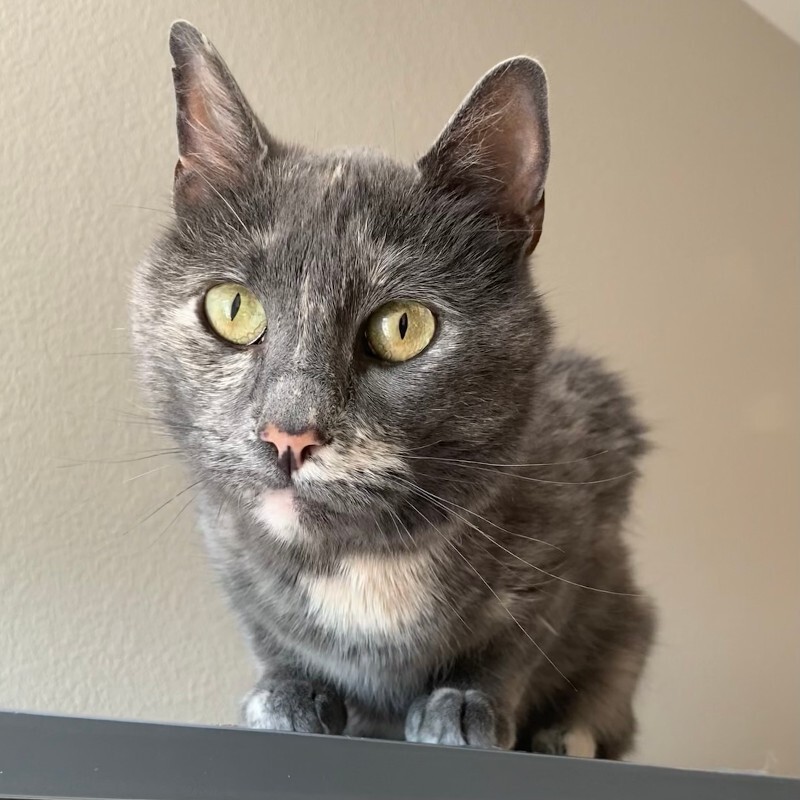 Annabella, an adoptable Domestic Medium Hair in Fort Collins, CO, 80524 | Photo Image 1