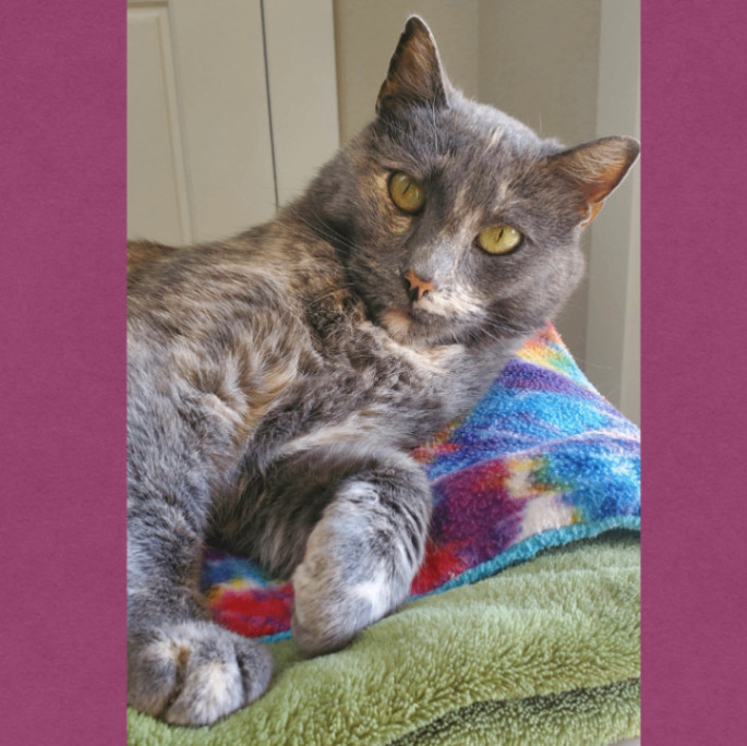 Annabella, an adoptable Domestic Medium Hair in Fort Collins, CO, 80524 | Photo Image 2