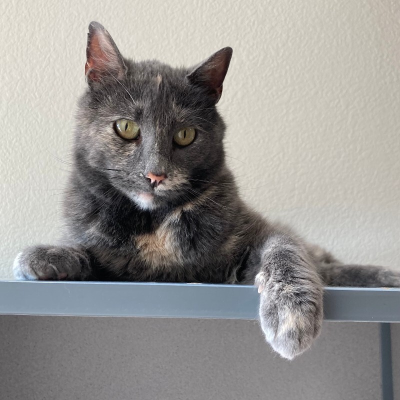 Annabella, an adoptable Domestic Medium Hair in Fort Collins, CO, 80524 | Photo Image 3