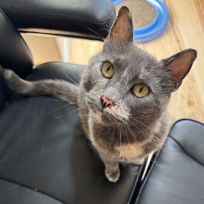 Annabella, an adoptable Domestic Medium Hair in Fort Collins, CO, 80524 | Photo Image 4