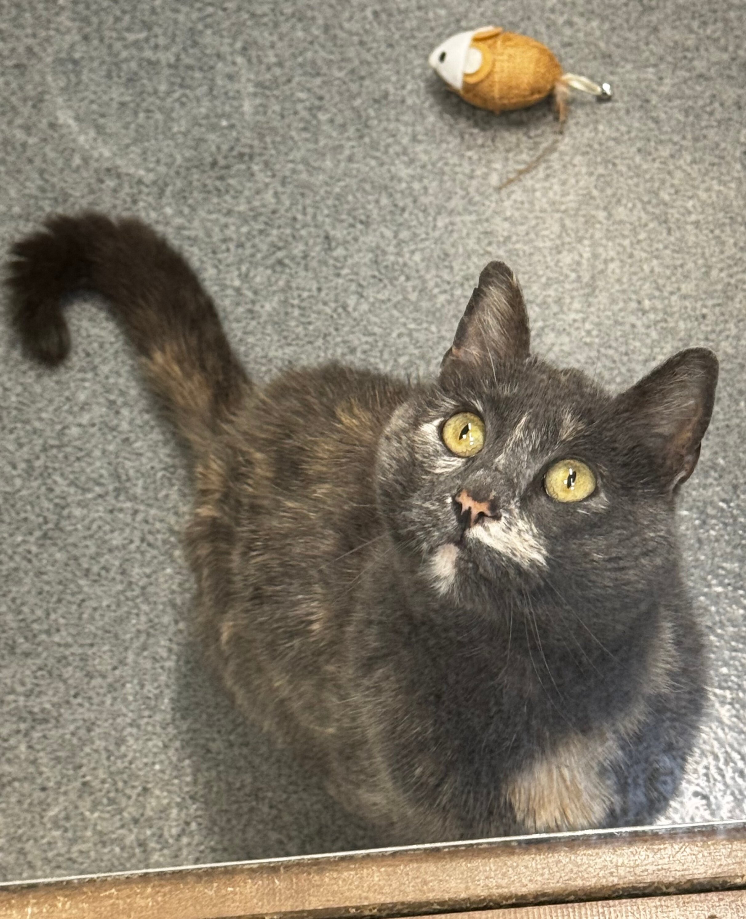 Annabella, an adoptable Domestic Medium Hair in Fort Collins, CO, 80524 | Photo Image 5