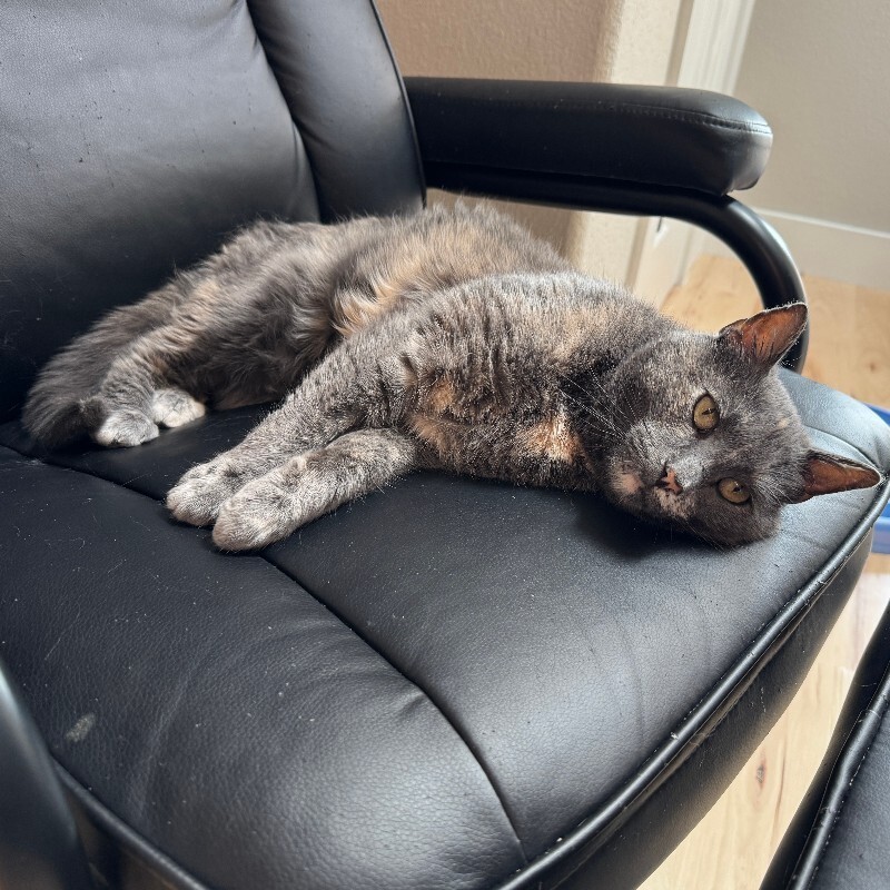 Annabella, an adoptable Domestic Medium Hair in Fort Collins, CO, 80524 | Photo Image 6