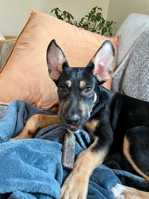 Pumpernickel