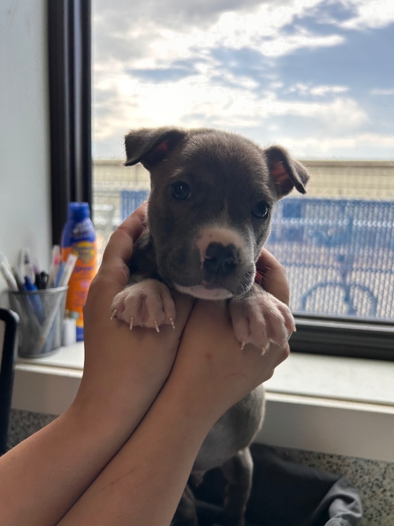 Hot Rod, an adoptable Mixed Breed in Minot, ND, 58702 | Photo Image 1