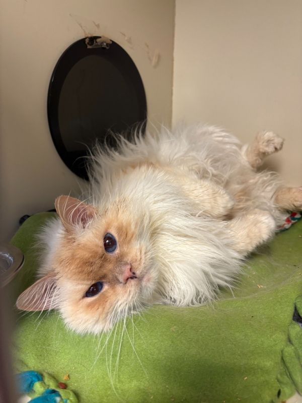 Oliver Fluff