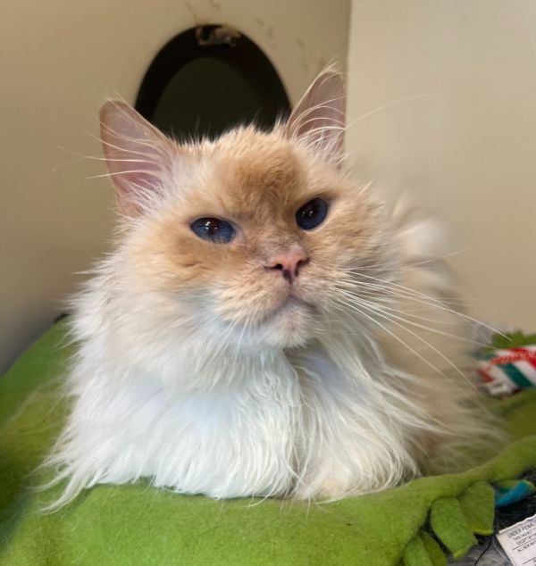 Oliver Fluff thumbnail 2