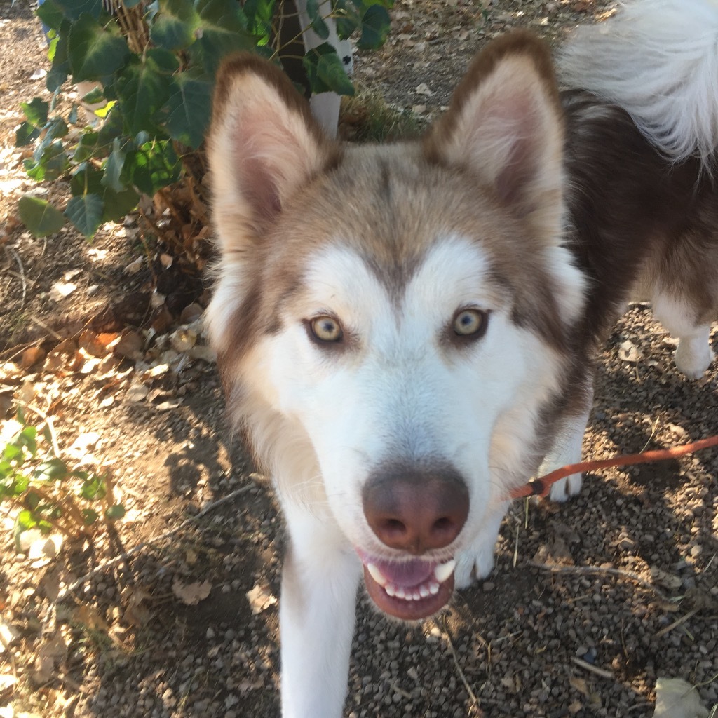 Kuzco, an adoptable Husky in Heber City, UT, 84032 | Photo Image 1