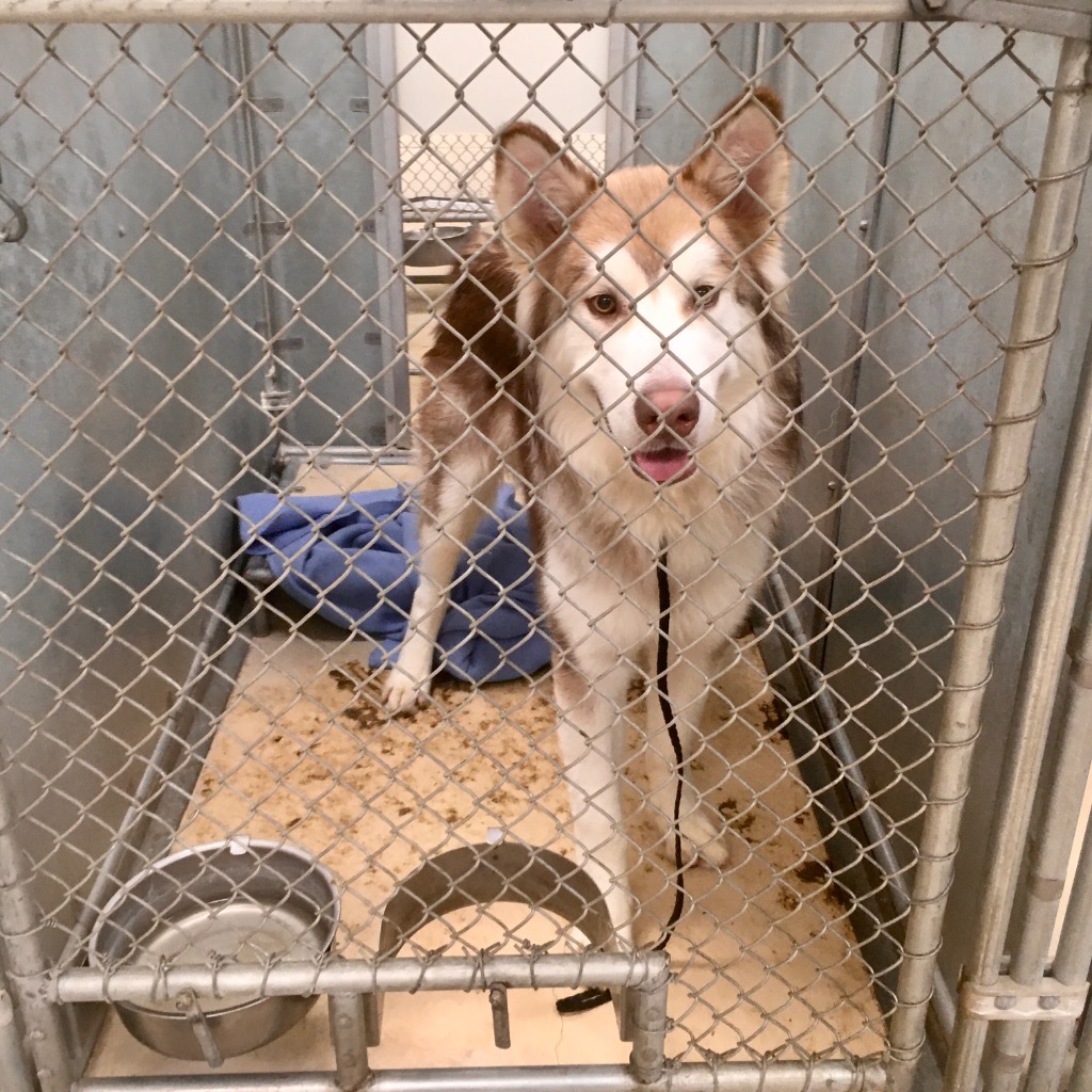 Kuzco, an adoptable Husky in Heber City, UT, 84032 | Photo Image 2