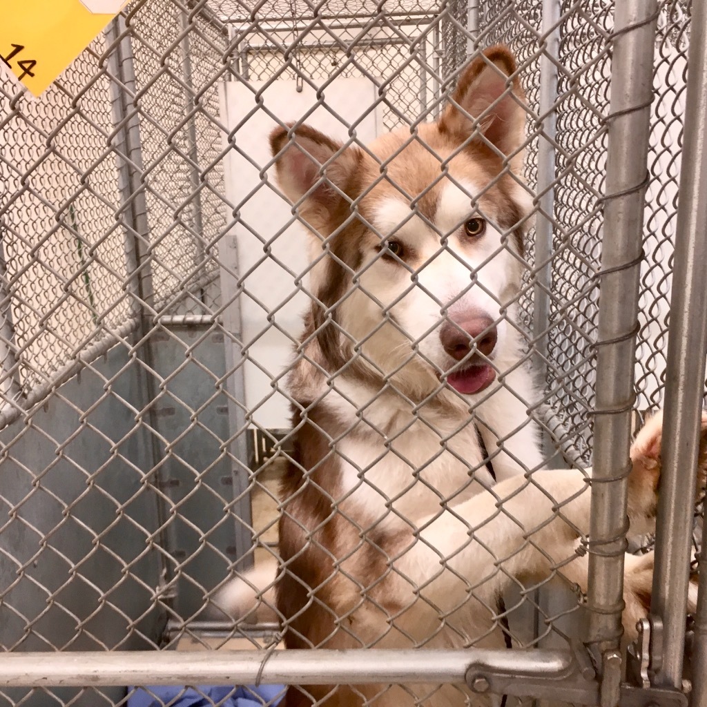Kuzco, an adoptable Husky in Heber City, UT, 84032 | Photo Image 3