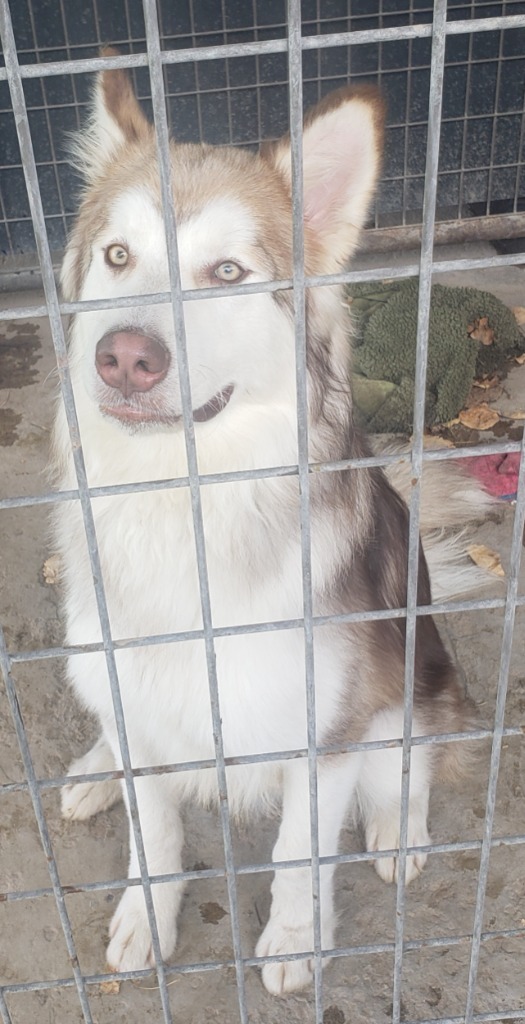 Kuzco, an adoptable Husky in Heber City, UT, 84032 | Photo Image 4