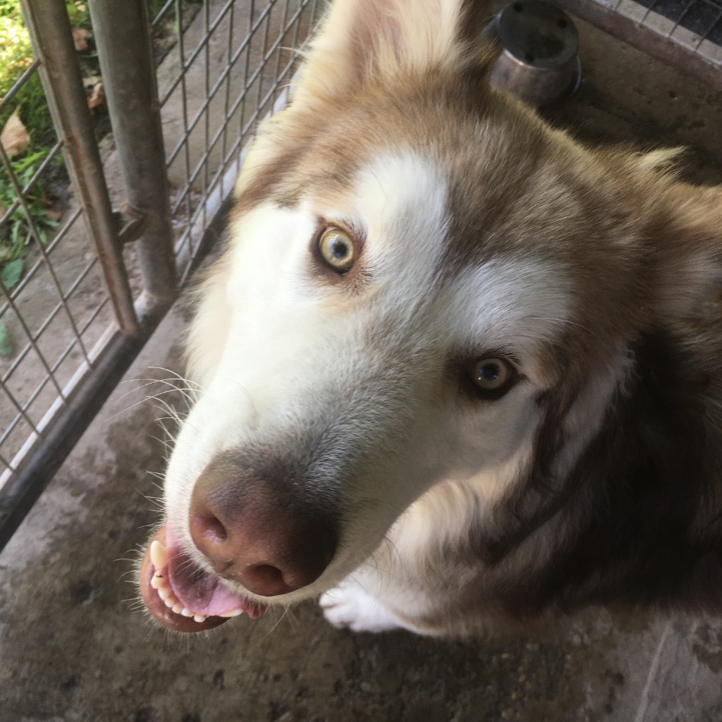 Kuzco, an adoptable Husky in Heber City, UT, 84032 | Photo Image 5