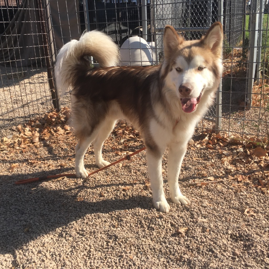 Kuzco, an adoptable Husky in Heber City, UT, 84032 | Photo Image 6