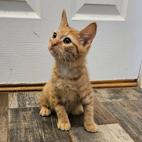 Gingersnap