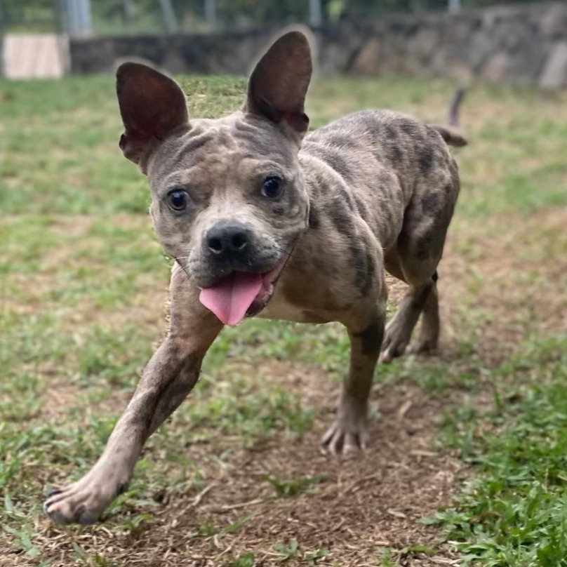 Turtle, an adoptable French Bulldog, Pit Bull Terrier in Keaau, HI, 96749 | Photo Image 2