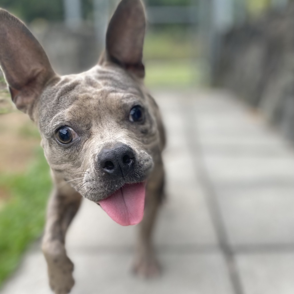 Turtle, an adoptable French Bulldog, Pit Bull Terrier in Keaau, HI, 96749 | Photo Image 3
