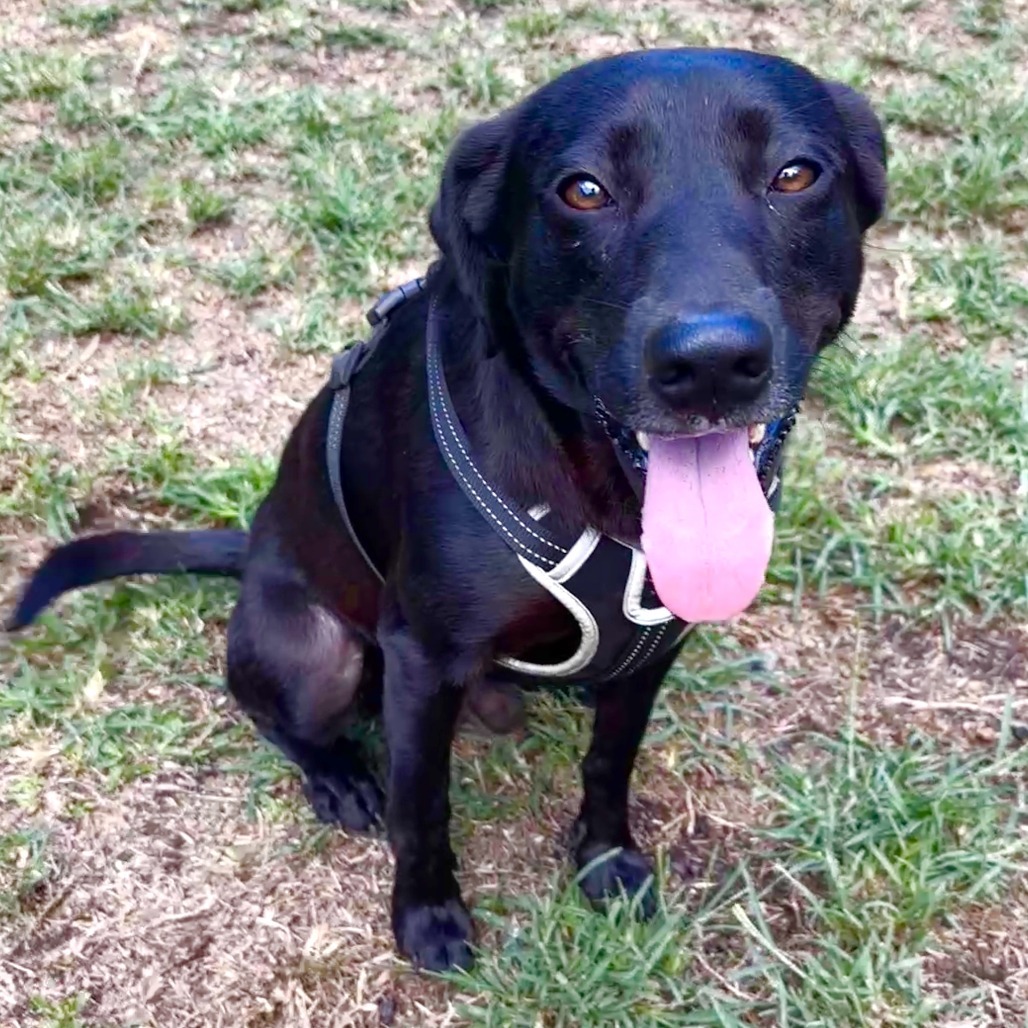 Minoaka, an adoptable Mixed Breed in Keaau, HI, 96749 | Photo Image 1