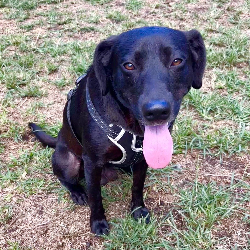 Minoaka, an adoptable Mixed Breed in Keaau, HI, 96749 | Photo Image 2