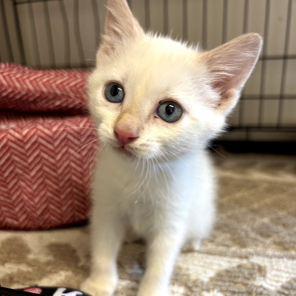 Aspen, an adoptable Siamese in Lander, WY, 82520 | Photo Image 1