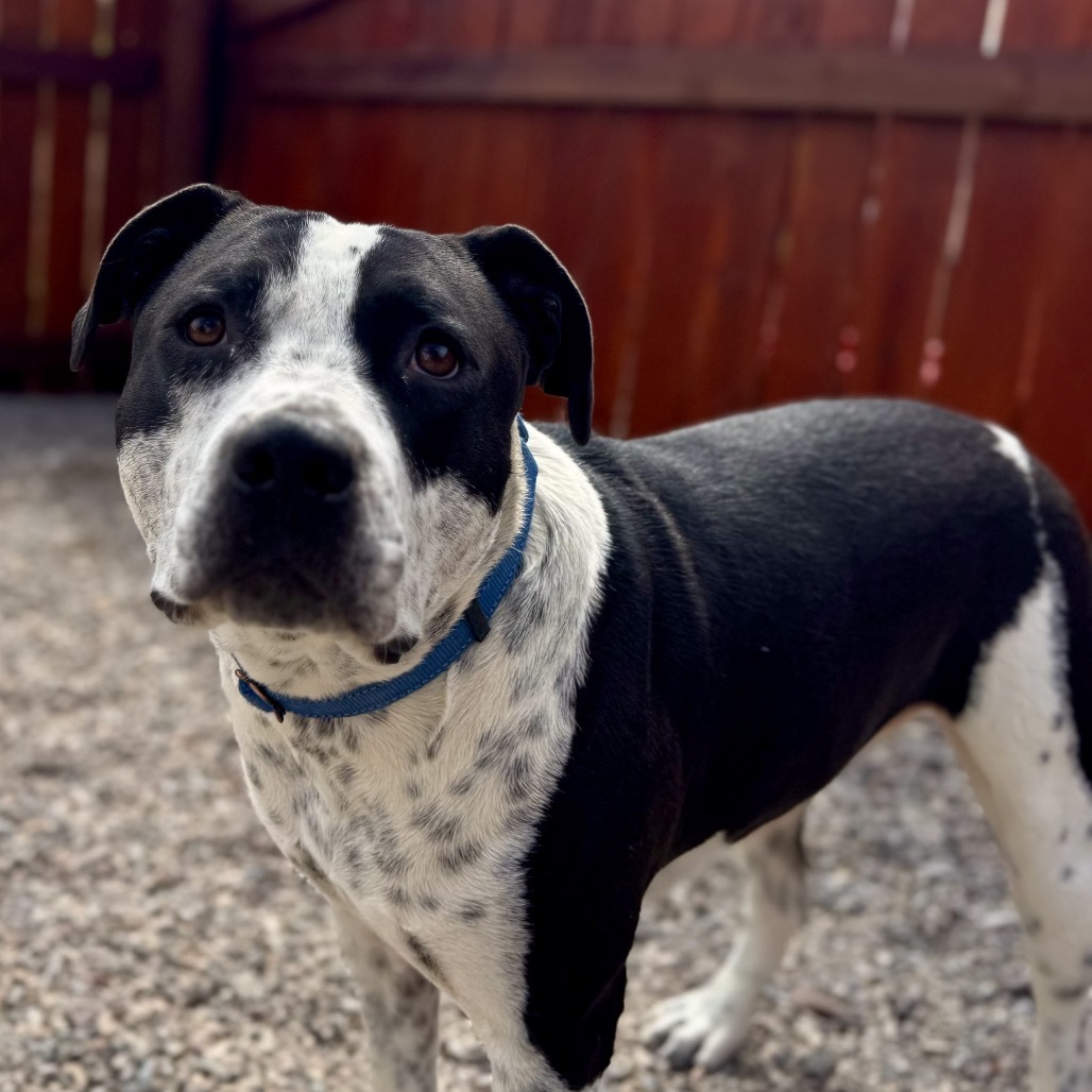 Sir William, an adoptable Pit Bull Terrier in Lander, WY, 82520 | Photo Image 1