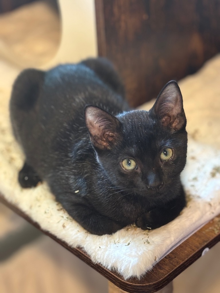 Norma