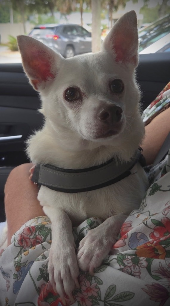 Chico